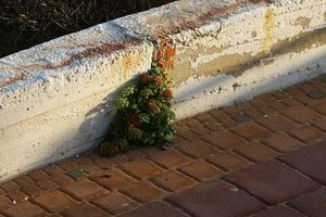 les plantes vertes et les fleurs poussent sur les pierres photo