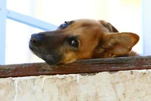 le chien est assis derrière une haute clôture. photo