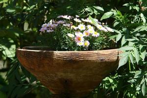 plantes vertes et fleurs poussent dans un pot de fleurs photo