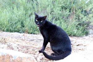 le chat domestique est un mammifère de la famille des félins de l'ordre des carnivores. photo