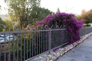 clôture dans un parc de la ville en israël. photo