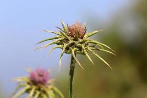 une plante de chardon épineux dans une clairière dans le nord d'israël. photo