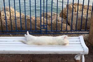 banc de repos dans le parc de la ville au bord de la mer. photo