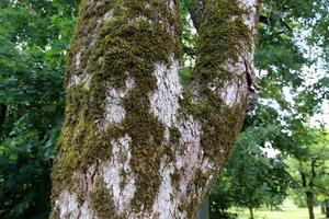 texture du bois et de l'écorce des arbres. photo