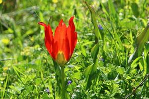 tulipes rouges dans un parc de la ville du nord d'israël. photo