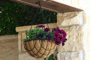 plantes vertes et fleurs poussent dans un pot de fleurs photo