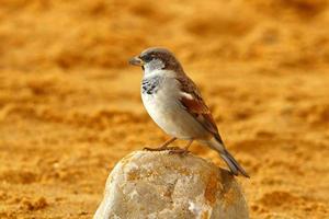 moineau ramasse des miettes sur la plage de la ville. photo