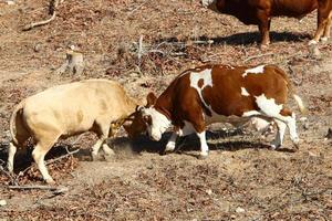 les vaches paissent dans une clairière dans le nord d'israël photo