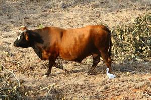 les vaches paissent dans une clairière dans le nord d'israël photo