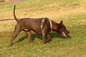 chien pour une promenade dans un parc de la ville au bord de la mer photo