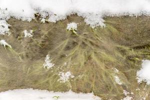 eau recouverte de glace avec de l'herbe gelée à l'intérieur photo