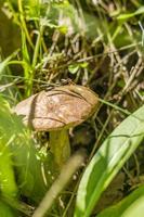 Leccinum de champignons comestibles poussant en forêt photo