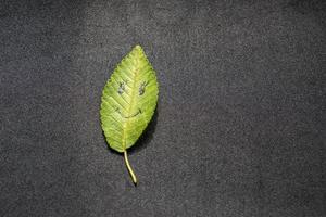 feuille verte avec une photo de visage heureux sur fond noir