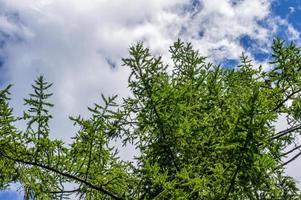 vieux spruse contre le ciel bleu avec des nuages photo