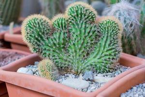 Cactus cereus peruvianus monstrosus - plante d'intérieur en pot en terre cuite photo