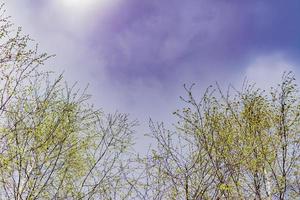 début du printemps - bouleaux avec de jeunes feuilles contre le ciel bleu et les nuages photo