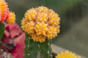 gros plan de cactus en fleurs avec du jaune. gymnocalycium mihanovichii photo