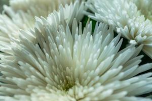 fond de chrysanthème blanc photo