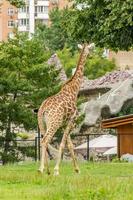 girafe marchant dans le zoo photo