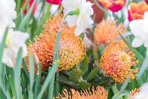 gros plan de belles fleurs protra, fond floral photo