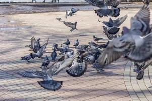 les pigeons se battent pour la nourriture photo