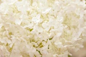 fond d'hortensia blanc en fleurs photo