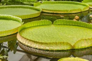 nénuphar géant feuilles victoria amazonica photo