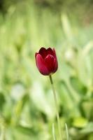 Tulipe rouge foncé sur fond d'herbe verte photo