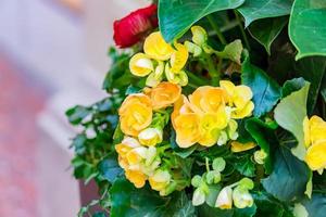 floraison de petites fleurs jaunes photo