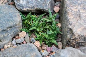 vue de dessus de l'aloe variegata dans les cailloux et les pierres, fond naturel photo