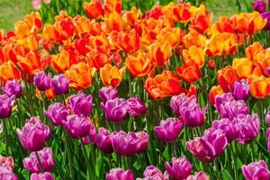 champ fleuri de tulipes roses et oranges dans le jardin, fond floral
