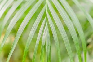 texture de fond de feuille de palmier vert photo