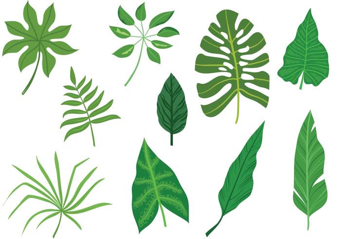 Vecteurs libres de feuilles tropicales vecteur