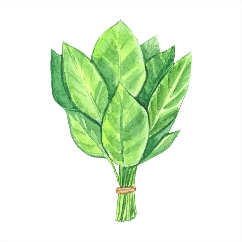 un bouquet de verdure. illustration aquarelle vecteur