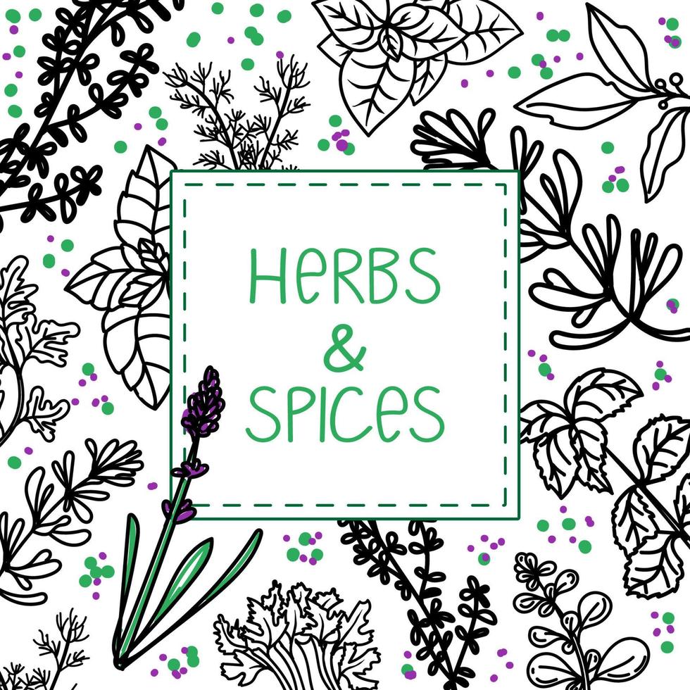 mise en page de l'emballage ou de la publicité. herbes et épices, illustrations vectorielles dessinées à la main. doodle de style croquis dessiné à la main. cuisine. plantes aromatiques. conception de cartes postales. style de croquis vecteur