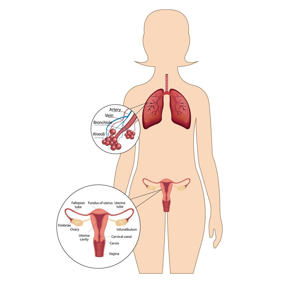 un système reproducteur féminin avec la désignation des parties principales. système respiratoire humain, poumons, alvéoles. anatomie de l'étranglement nasal du larynx. vecteur