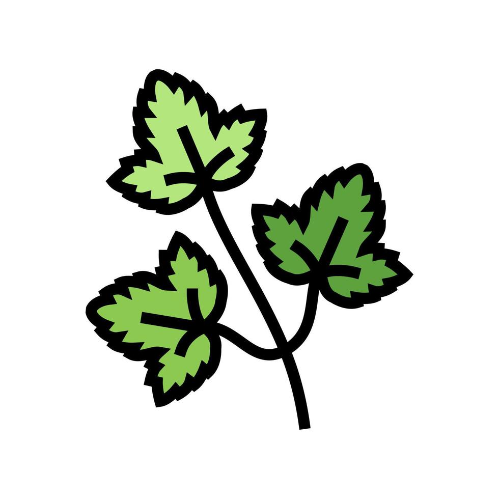feuilles de coriandre couleur icône illustration vectorielle vecteur