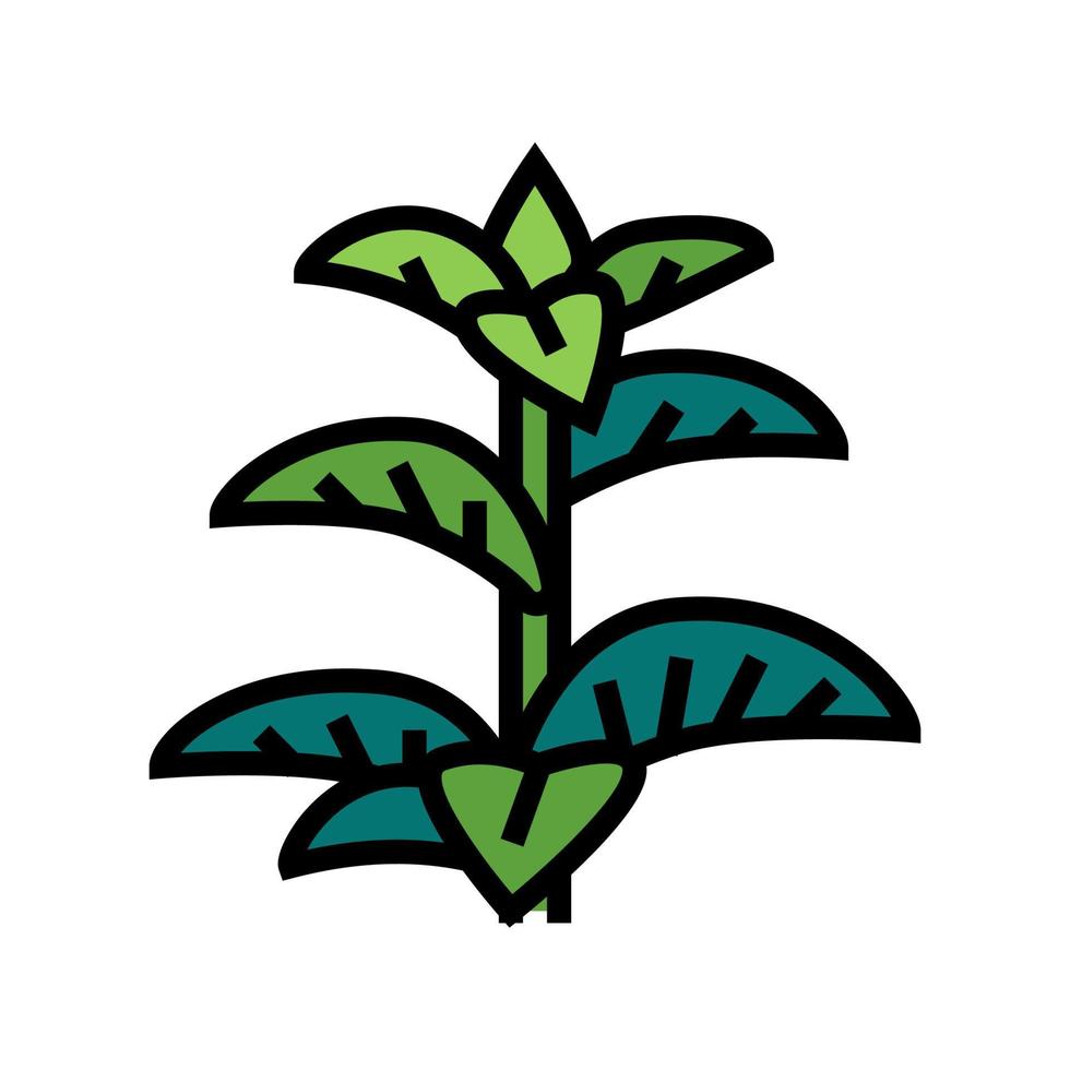 illustration vectorielle d'icône de couleur d'herbe de menthe poivrée vecteur