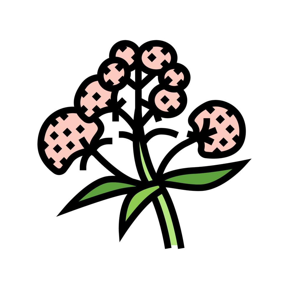 valériane herbe médicale couleur icône illustration vectorielle vecteur