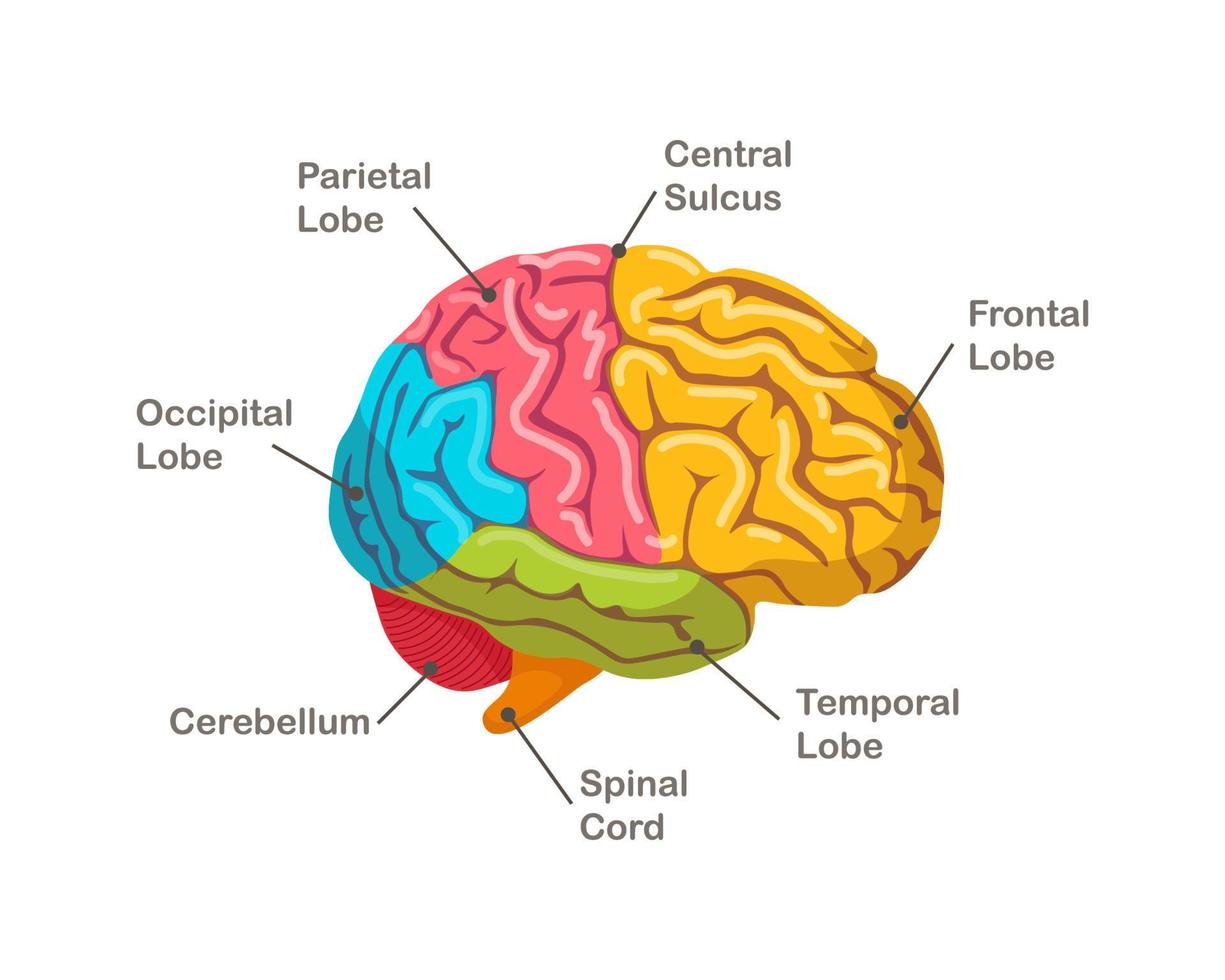 sections du cerveau humain. anatomie. vue de côté de l'orgue vecteur