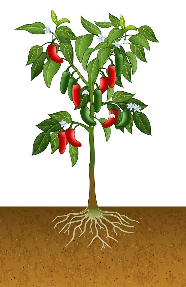 plante de piment jalapeno vecteur