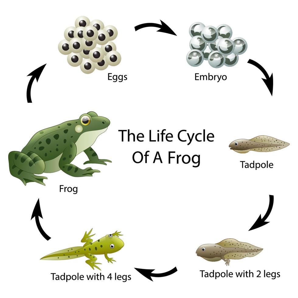 le cycle de vie d'une grenouille vecteur