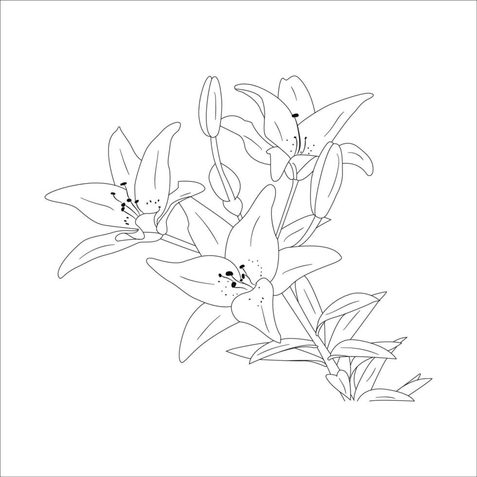 fleurs de lys. lys en fleurs. silhouette de fleurs de Lys isolé sur fond blanc. illustration vectorielle. vecteur