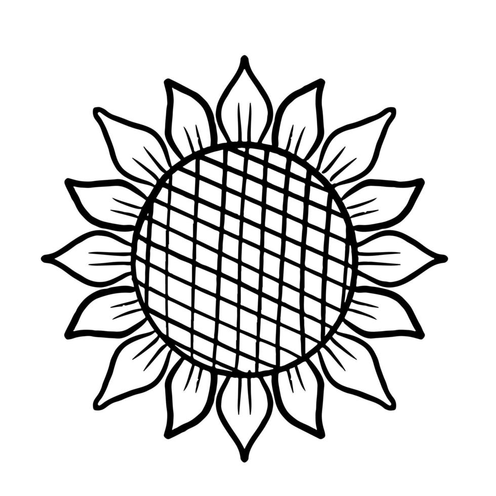 tournesol dans un style doodle dessiné à la main. croquis floral isolé sur fond blanc. vecteur