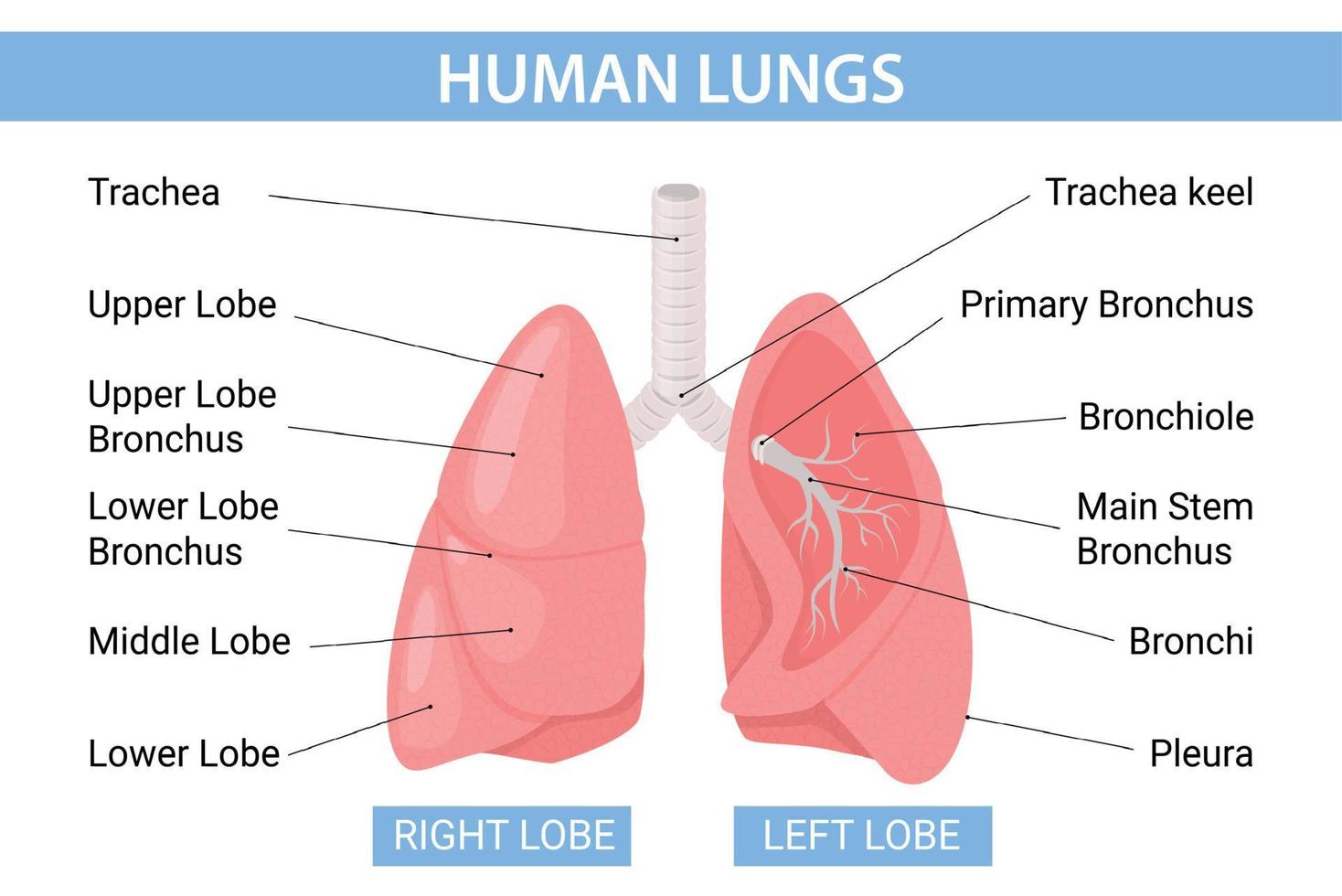 infographie plate des poumons humains vecteur