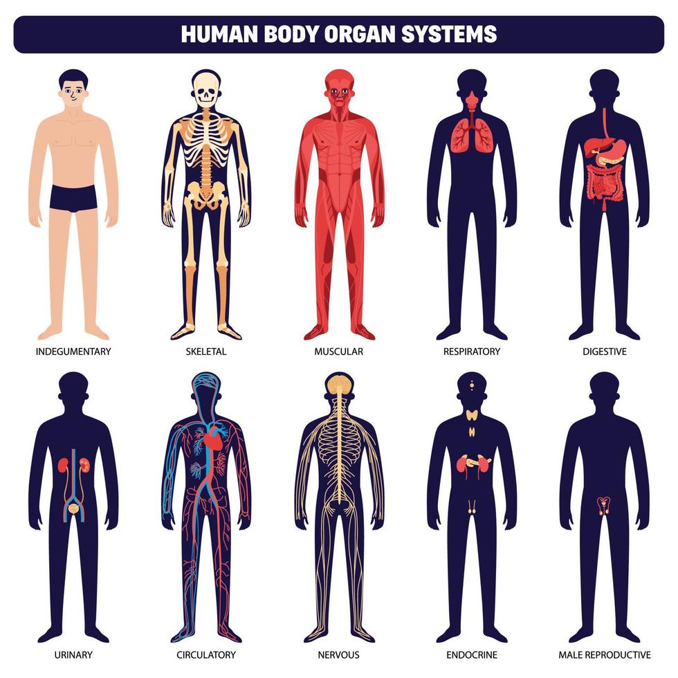 ensemble d'icônes de systèmes d'organes du corps humain vecteur