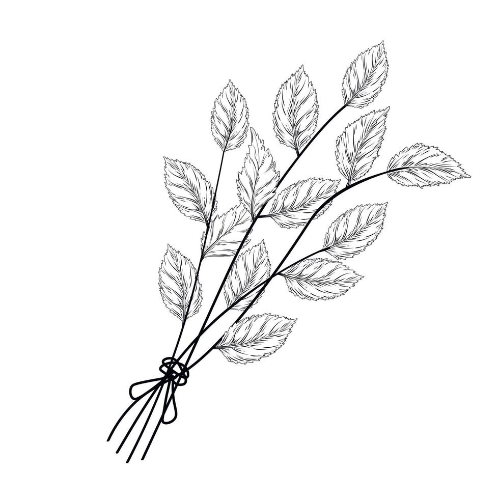 illustration de stock de vecteur de menthe. un bouquet d'herbe. branches de bouleau, orties, origan. isolé sur fond blanc.