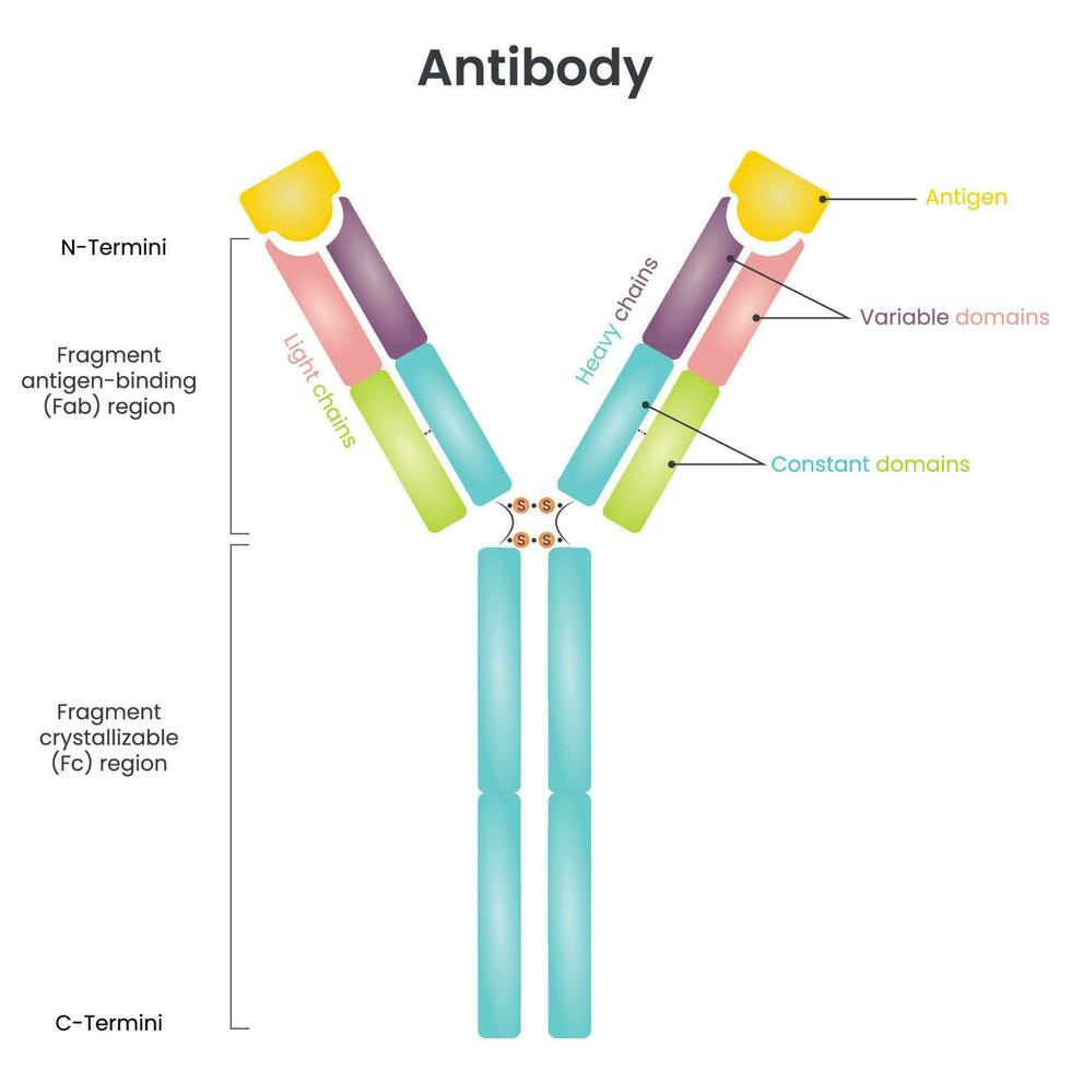 diagramme vectoriel de structure d'anticorps