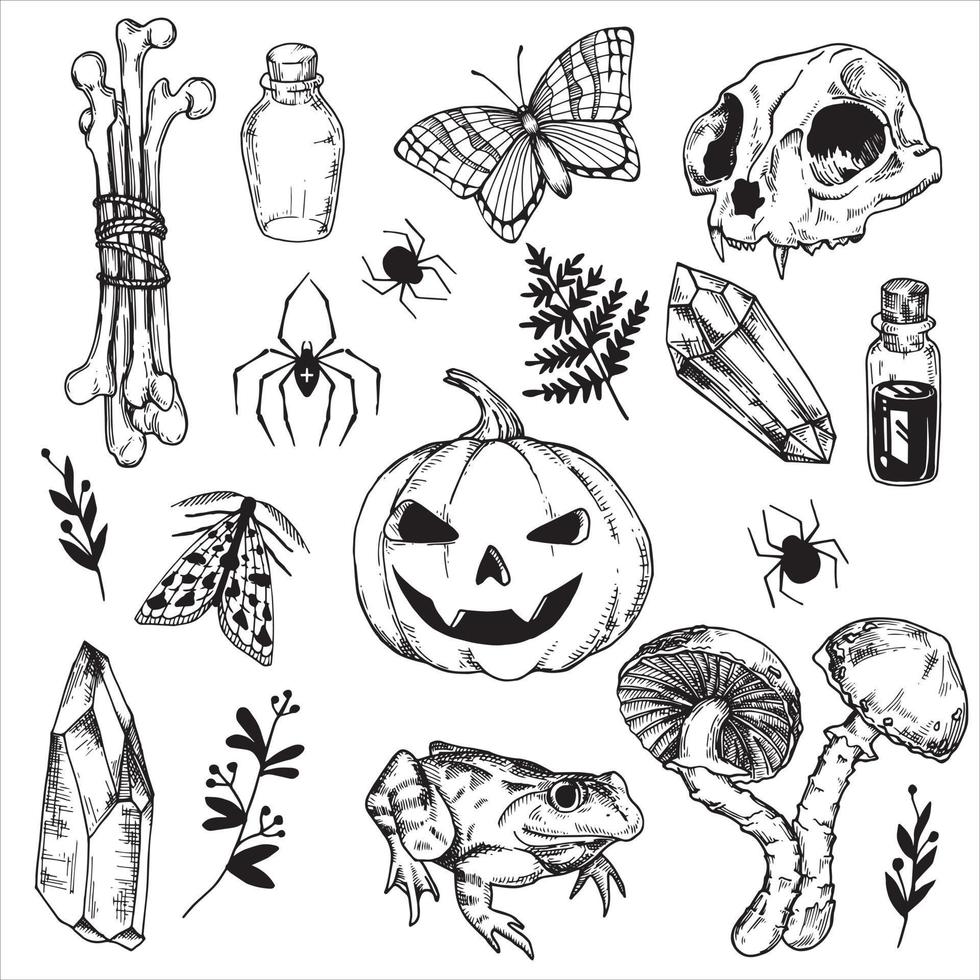 dessin au trait, graphiques. ensemble d'éléments mystiques et de sorcellerie pour halloween. dessin de style vintage citrouille, crâne, os, potion, cristal, champignons, araignées. vecteur