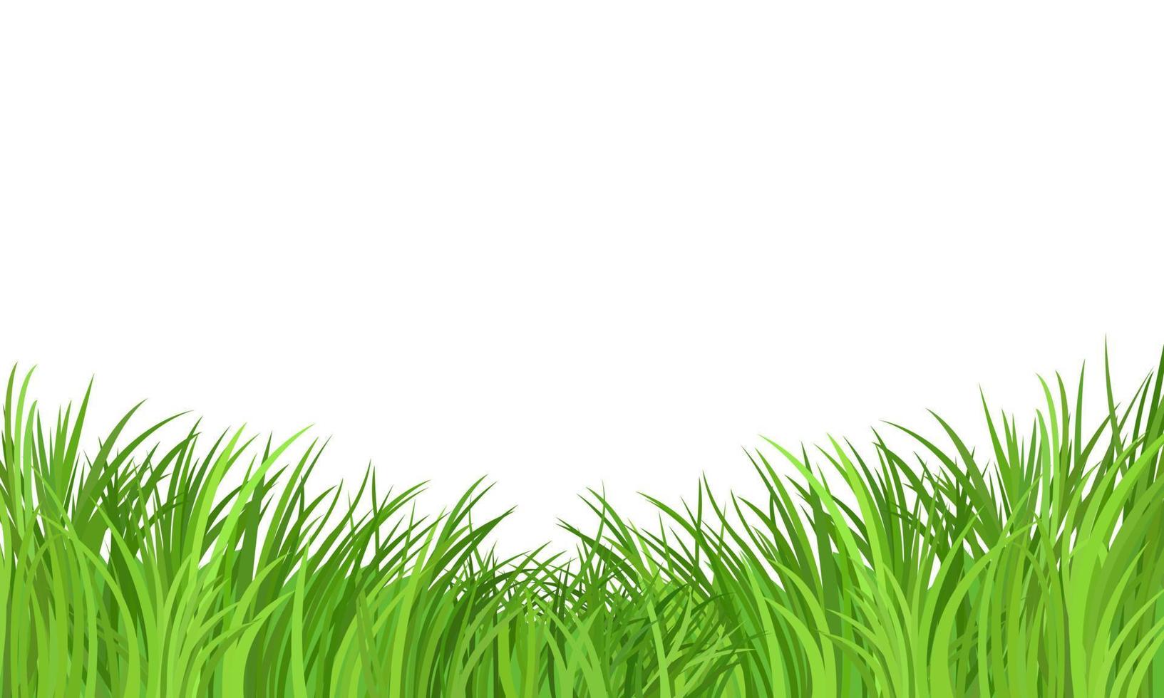 motif vectoriel de bordure de prairie d'herbe verte sur fond blanc. pelouse de champ de plantes de printemps ou d'été.